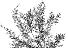 Cystoseira barbata image