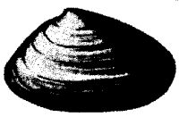 Donacilla cornea image