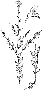 Linaria sabulosa image