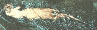 Lutra lutra image