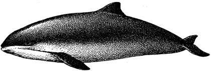 Phocoena phocoena relicta image