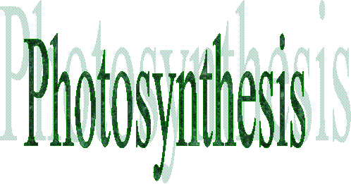 Photosynthesis
