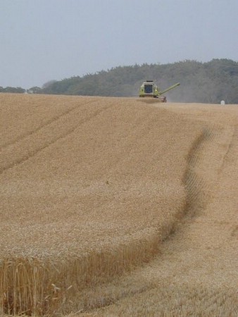 harvest.jpg