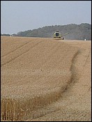 harvest.jpg