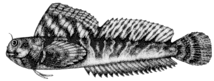 Aidablennius sphynx image