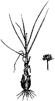 Allium guttatum image