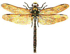 Anax imperator image