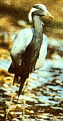 Anthropoides virgo image