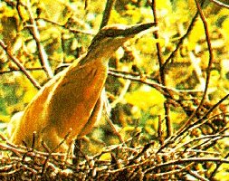 Ardeola ralloides image