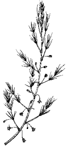 Asparagus litoralis image