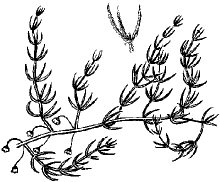 Asparagus brachyphyllus image