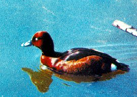 Aythya nyroca image