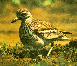 Burhinus oedicnemus image