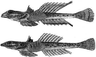 Callionymus belenus image