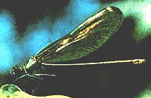 Calopteryx splendens balcanica image