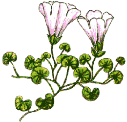 Calystegia soldanella image