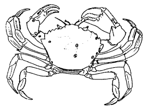 Carcinus mediterraneus image