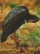 Ciconia nigra image