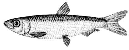 Clupeonnella cultriventris image