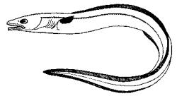 Conger conger image
