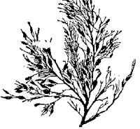 Cystoseira crinita image