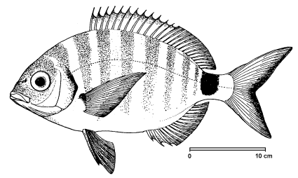 Diplodus annularis image