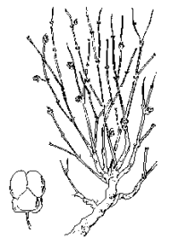 Ephedra distachya image