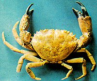 Eriphia verrucosa image