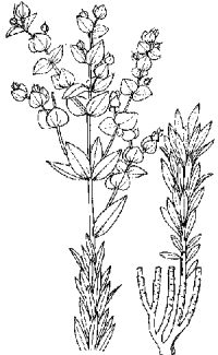 Euphorbia paralias image