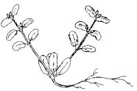 Euphorbia peplis image