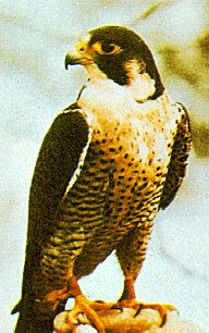 Falco peregrinus image