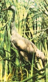 Grus grus image