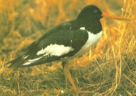 Haematopus ostralegus image