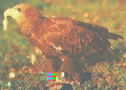 Haliaeetus albicilla image