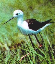 Himantopus himantopus image