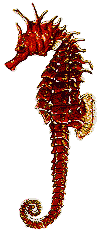 Hyppocampus guttulatus image