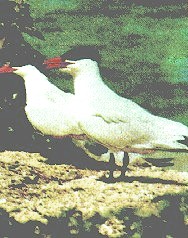 Hydroprogne caspia image