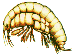 Iphigenella acanthopoda image