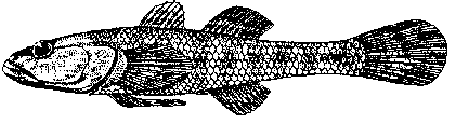 Knipowitschia longicaudata image