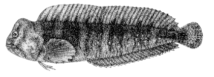 Lipophrys pavo image