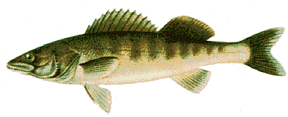 Lucioperca marina image