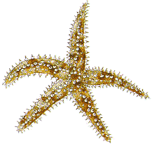 Marthasterias glacialis image