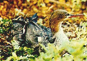 Mergus serrator image