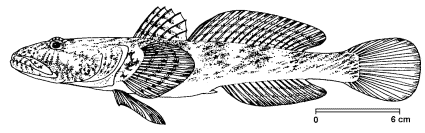 Mesogobius batrachocephalus image
