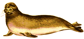 Monachus monachus image