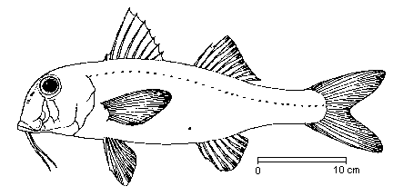 Mullus barbatus ponticus image
