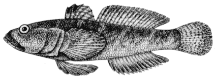 Neogobius ratan image