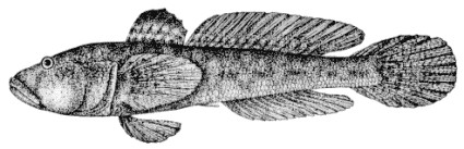 Neogobius syrman image