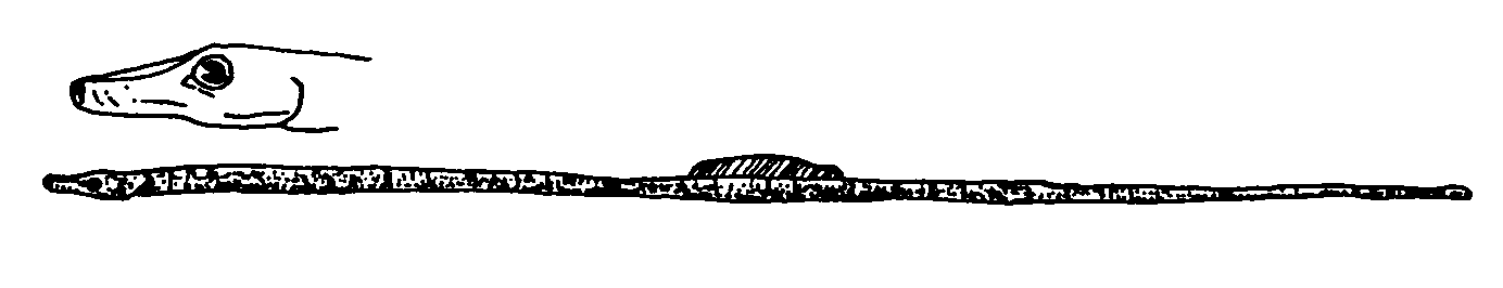 Nerophis ophidion image