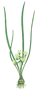 Ornithogalum refractum image